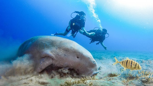 Nearby Dive Sites